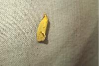 Agapeta hamana