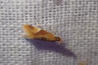 Epicallima formosella