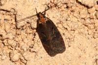 Agonopterix liturosa