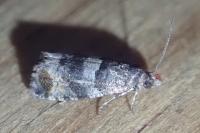 Olethreutes umbrosana
