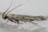 Metzneria