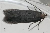Stomopteryx
