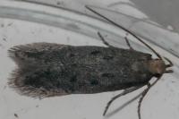 Stomopteryx