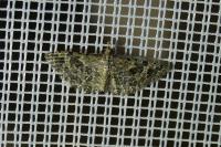 Alucita hexadactyla