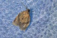 Clepsis consimilana