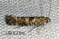 Digitivalva pulicariae