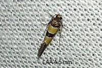 Goidanichiana jourdheuillella