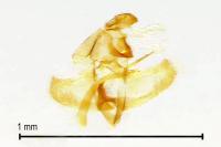 Goidanichiana jourdheuillella