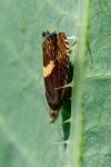 Dichrorampha petiverella