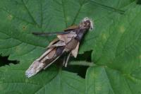 Canephora hirsuta