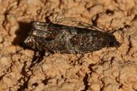 Ancylis achatana