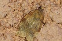 Pandemis cerasana