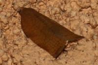 Archips rosana