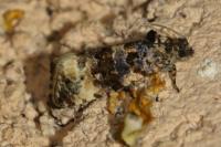 Endothenia