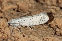 Yponomeuta evonymella