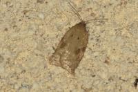 Acleris ferrugana/notana