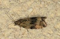 Celypha lacunana