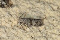 Scythropia crataegella