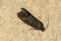 Cydia pomonella