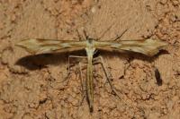 Gillmeria pallidactyla