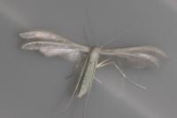 Pterophorus pentadactylus