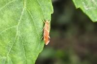 Metalampra italica