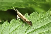 Plutella xylostella