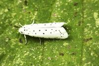 Yponomeuta