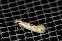 Bucculatrix