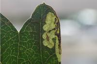 Stigmella regiella