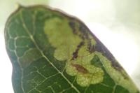 Stigmella regiella