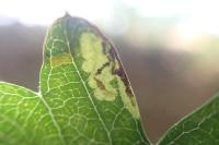 Stigmella regiella