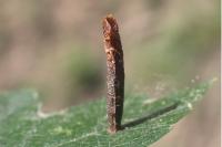 Coleophora hemerobiella