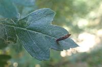 Coleophora hemerobiella