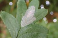 Phyllonorycter corylifoliella