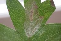 Phyllonorycter corylifoliella
