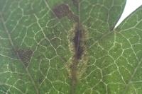Phyllonorycter corylifoliella
