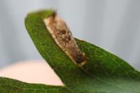Phyllonorycter oxyacanthae