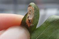 Phyllonorycter oxyacanthae