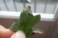 Phyllonorycter oxyacanthae