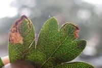 Stigmella hybnerella
