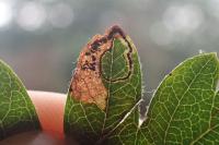 Stigmella hybnerella