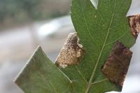 Parornix anglicella