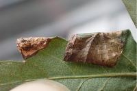 Parornix anglicella