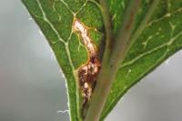 Bucculatrix bechsteinella