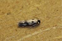 Etainia decentella