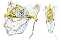 Etainia decentella
