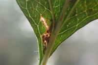 Bucculatrix bechsteinella