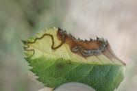 Stigmella anomalella
