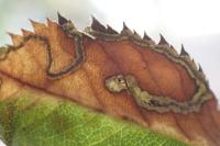 Stigmella anomalella
